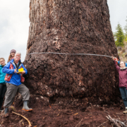 big-lonely-doug-official-measurement