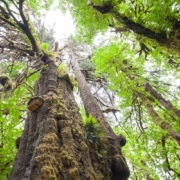 canadas-largest-spruce-tree