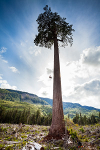 Big Lonely Doug, Canada's second largest Douglas-fir tree. Gordon River Valley, Port Renfrew, BC. Height: 216 ft (66 m) (broken top) Width: 12 ft (4 m)