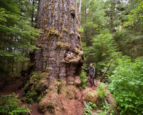 World's biggest Douglas-fir tree, the Red Creek Fir.