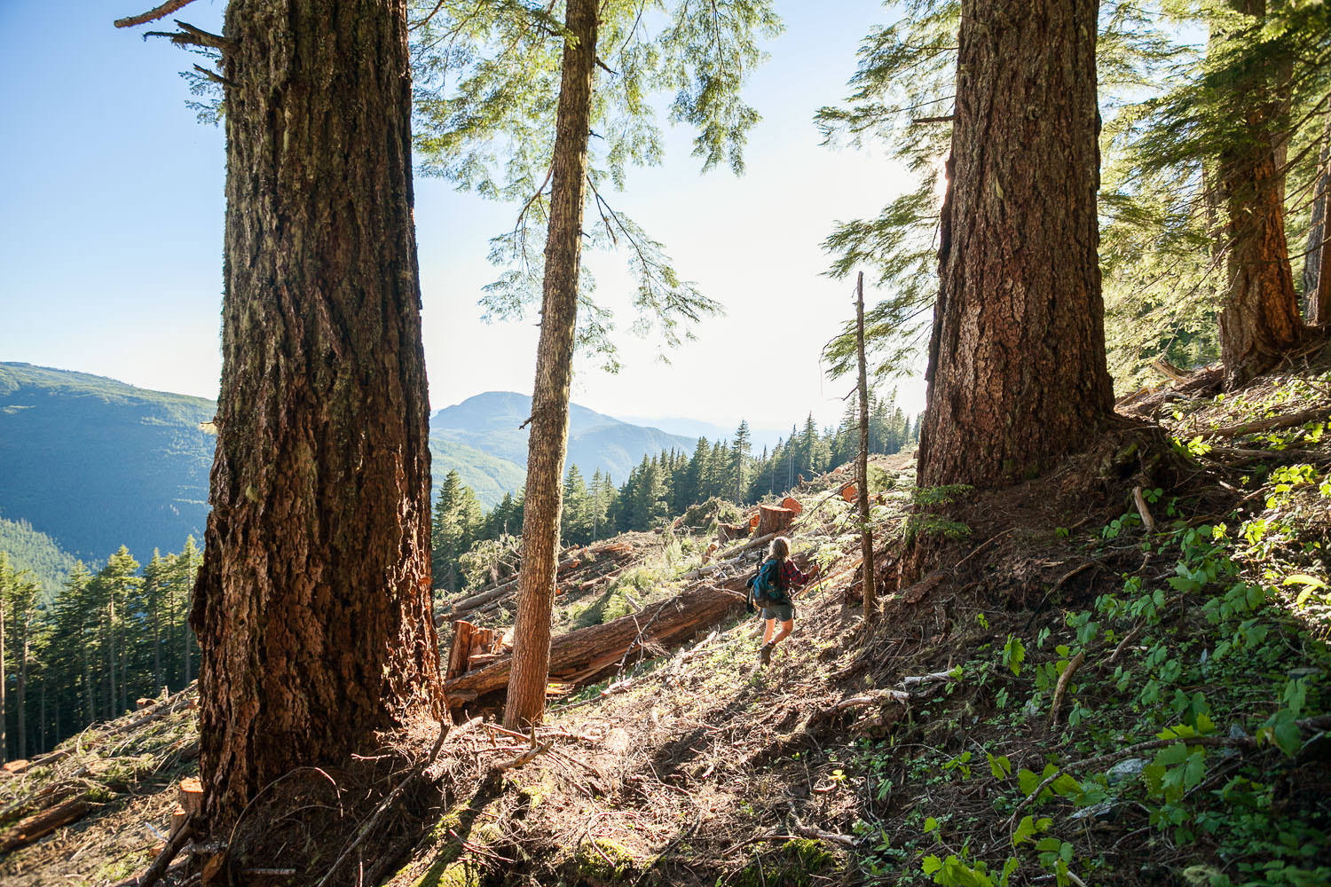McLaughlin Ridge Douglas Fir Forest