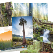 Six of the many images that are depicted on AFA's greeting cards, including Big Lonely Doug, an old-growth sunset, waterfall, the San Juan Spruce, Cheewhat Giant, and Avatar Grove