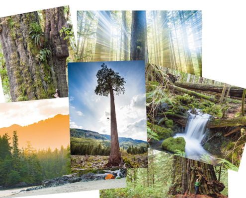 Six of the many images that are depicted on AFA's greeting cards, including Big Lonely Doug, an old-growth sunset, waterfall, the San Juan Spruce, Cheewhat Giant, and Avatar Grove