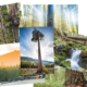 Six of the many images that are depicted on AFA's greeting cards, including Big Lonely Doug, an old-growth sunset, waterfall, the San Juan Spruce, Cheewhat Giant, and Avatar Grove