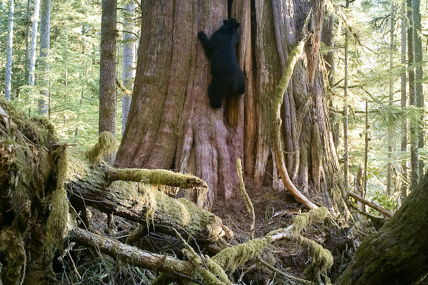 Edinburgh Mountain Ancient Forest