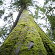 eden-grove-looking-up