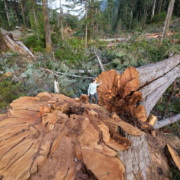 nahmint-valley-port-alberni-huge-tree-logging Nahmint Valley, Port Alberni - Huge Tree Logging