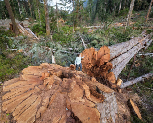 Nahmint Valley, Port Alberni - Huge Tree Logging