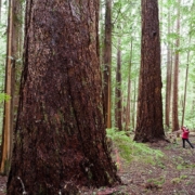 1._cameron-firebreak-big-trees-jane-morden-L Jane Morden of the Port Alberni Watershed Forest Alliance photographs giant Douglas-fir trees in the Cameron Valley near Port Alberni.