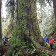 From left: Ancient Forest Alliance volunteer Nathaniel Glickman
