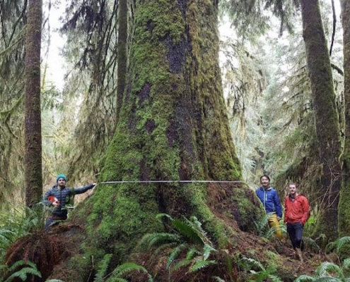 From left: Ancient Forest Alliance volunteer Nathaniel Glickman
