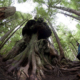 Ken Wu of the Ancient Forest Alliance stops to look at Canada's Gnarliest tree in the Avatar Old Growth Forest near Port Renfrew on Vancouver Island