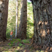 2.-Metchosin-Mt-Old-Growth-CDF-LARGE Ancient Forest Alliance campaigner and photographer TJ Watt stands among towering old-growth Douglas-fir trees in Metchosin.