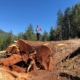 Ancient Forest Alliance campaigner Andrea Inness stands atop Canada's 9th-widest Douglas-fir tree