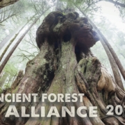 AFACalendarFrontPage_large