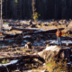 Al Jazeera's Imtiaz Tyab stands reports on BC's endangered old-growth forests while standing on a giant Sitka spruce stump in the Gordon River Valley near Port Renfrew.