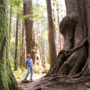 Port Renfrew Chamber of Commerce President Dan Hager checking out the ancient trees in the Lower Avatar Grove.