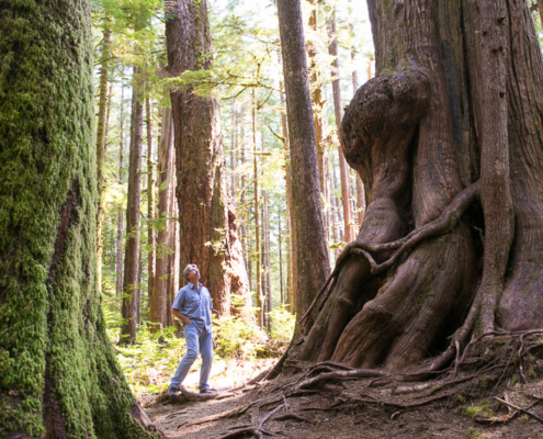 Port Renfrew Chamber of Commerce President Dan Hager checking out the ancient trees in the Lower Avatar Grove.