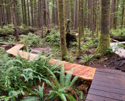 Recent boardwalk additions in the lower grove which span the area prone to Winter flooding.