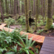 Recent boardwalk additions in the lower grove which span the area prone to Winter flooding.