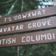 Signage at the start of the Avatar Grove trail