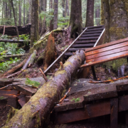 A section of boardwalk damaged in the Lower Grove by a falling hemlock tree.