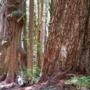 Avatar Grove's Old-Growth Trees