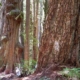 Avatar Grove's Old-Growth Trees