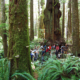 Hikers walk through the Avatar Grove during last year's Biodiversity Hike.