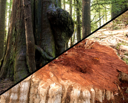 Old-growth logging near the Avatar Grove on Vancouver Island.