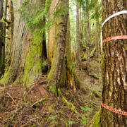 Flagging tape marked "Falling Boundary" in the lower Avatar Grove when the forest was initially surveyed for logging.