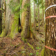 Flagging tape marked "Falling Boundary" in the lower Avatar Grove when the forest was initially surveyed for logging.