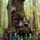 Hikers gather around the largest alien shaped cedar in the Lower Avatar Grove