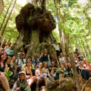 A large group of hikers crowd around the massive redcedar dubbed "Canada's Gnarliest Tree" during an Ancient Forest Alliance led public hike to the Avatar Grove in summer 2010.