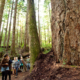 A large group of visitors walk through the Lower Avatar Grove. A boardwalk will help protect the Grove's ecological integrity