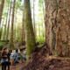 Hikers walk past a giant Douglas-fir in the Lower Avatar Grove.