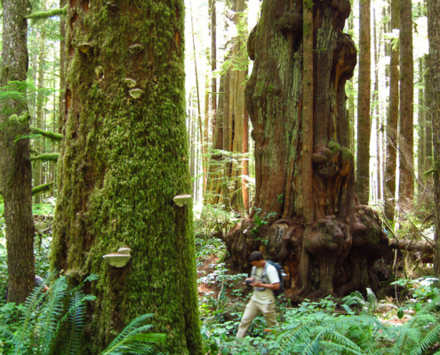A hiker walks through the giant trees of the Lower Avatar Grove.