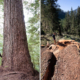 Canada's 9th-widest Douglas fir