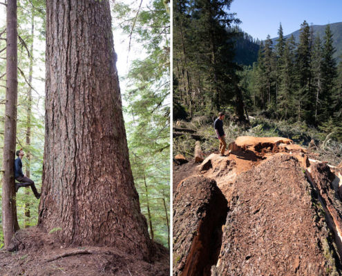 Ancient Forest Alliance campaigner TJ Watt stands next to Canada's 9th-widest Douglas-fir tree