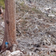 Big_Lonely_Doug_Clearcut-far_large
