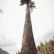 Big_Lonely_Doug_Measuring-Lookup Renowned forest ecologist Andy MacKinnon (left) stands with members of the AFA after measuring Big Lonely Doug.