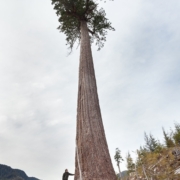 Big_Lonely_Doug_large