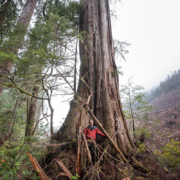 Braden-Creek-Clearcut-Large Old-growth logging in 2017 - Edinburgh Mt