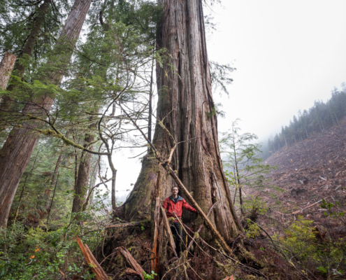 Old-growth logging in 2017 - Edinburgh Mt