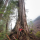 Old-growth logging in 2017 - Edinburgh Mt