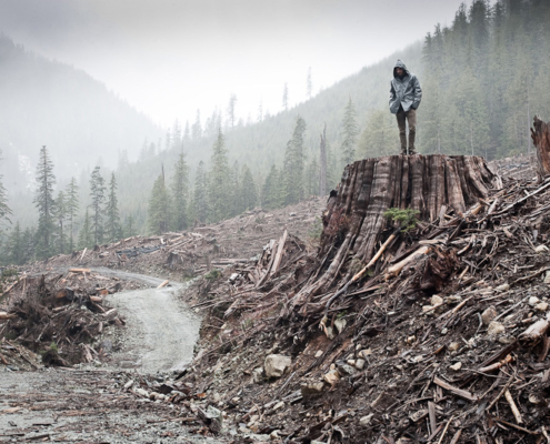 Old-growth clearcut near the Avatar Grove in the Gordon River Valley.