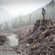 Old-growth clearcut near the Avatar Grove in the Gordon River Valley.