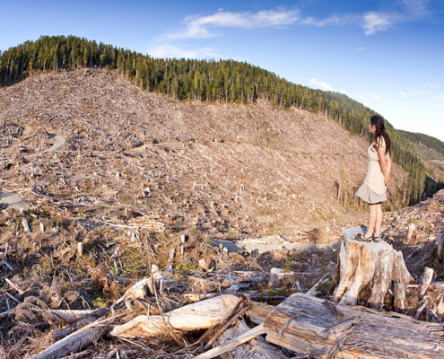 The last of BC's old-growth forest continues to be targeted by logging companies like this example on southern Vancouver Island.