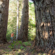 Ancient Forest Alliance campaigner and photographer TJ Watt stands among towering old-growth Douglas-fir trees in Metchosin.