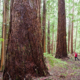 Port Alberni Watershed Forest-Alliance's Jane Morden stands amongst old-growth Douglas-fir trees in the Cameron Valley Firebreak